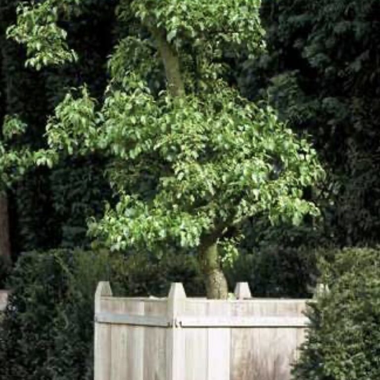 Beauregard Planter Wood / Price on demand